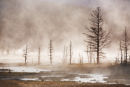 TREE'S IN THE MIST